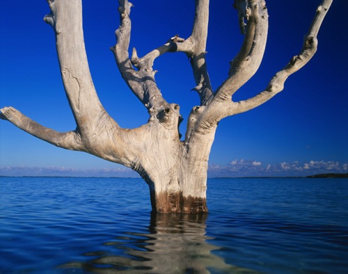 Pine at High Tide Harbour Island Bahamas (MF).jpg